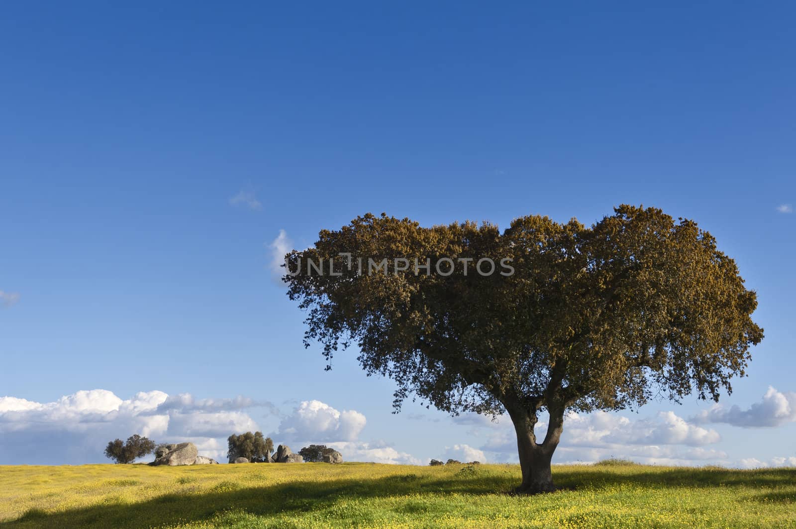 Holm oak - Quercus ilex - in the fields of Alentejo, Portugal