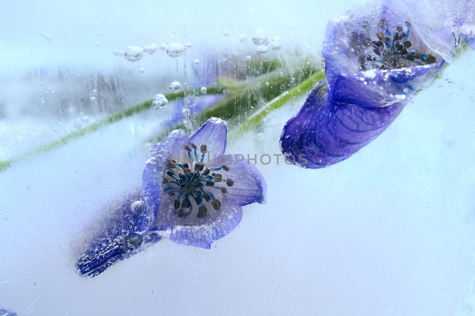 Frozen beautiful  blue flower.  blossomsin the ice cube 