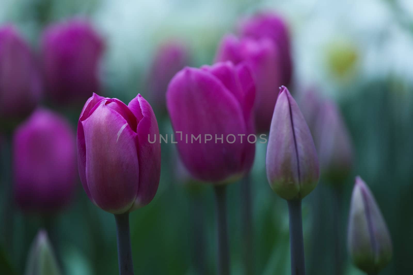 Picture of beautiful tulips on shallow deep of field