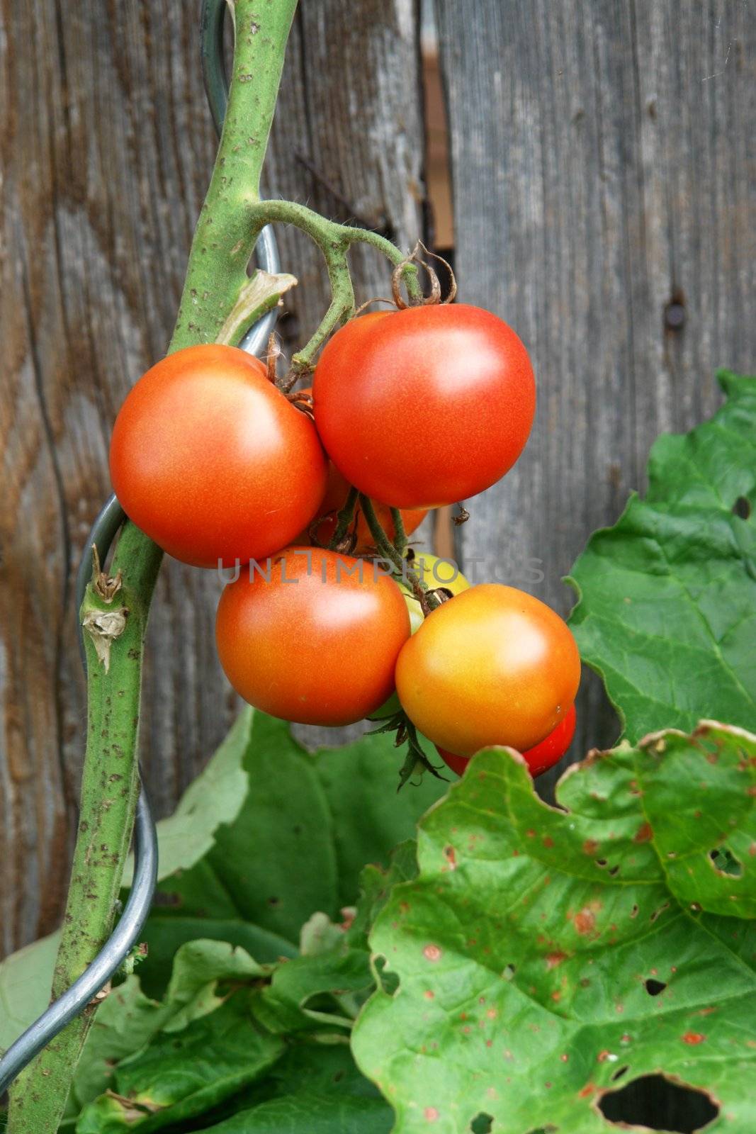 tomatoes ripening on the vine outdoors in Bavaria