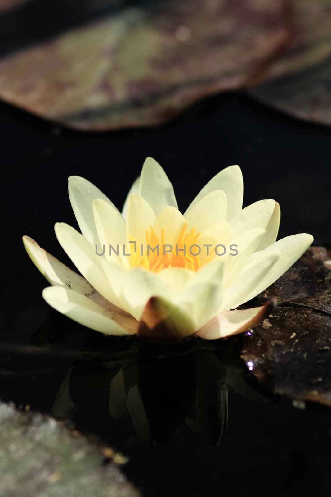 Yellow water lily on the lake
