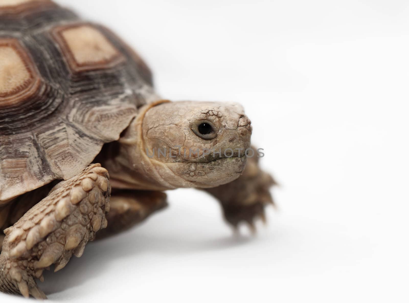 African Spurred Tortoise (Geochelone sulcata) isolated on white background