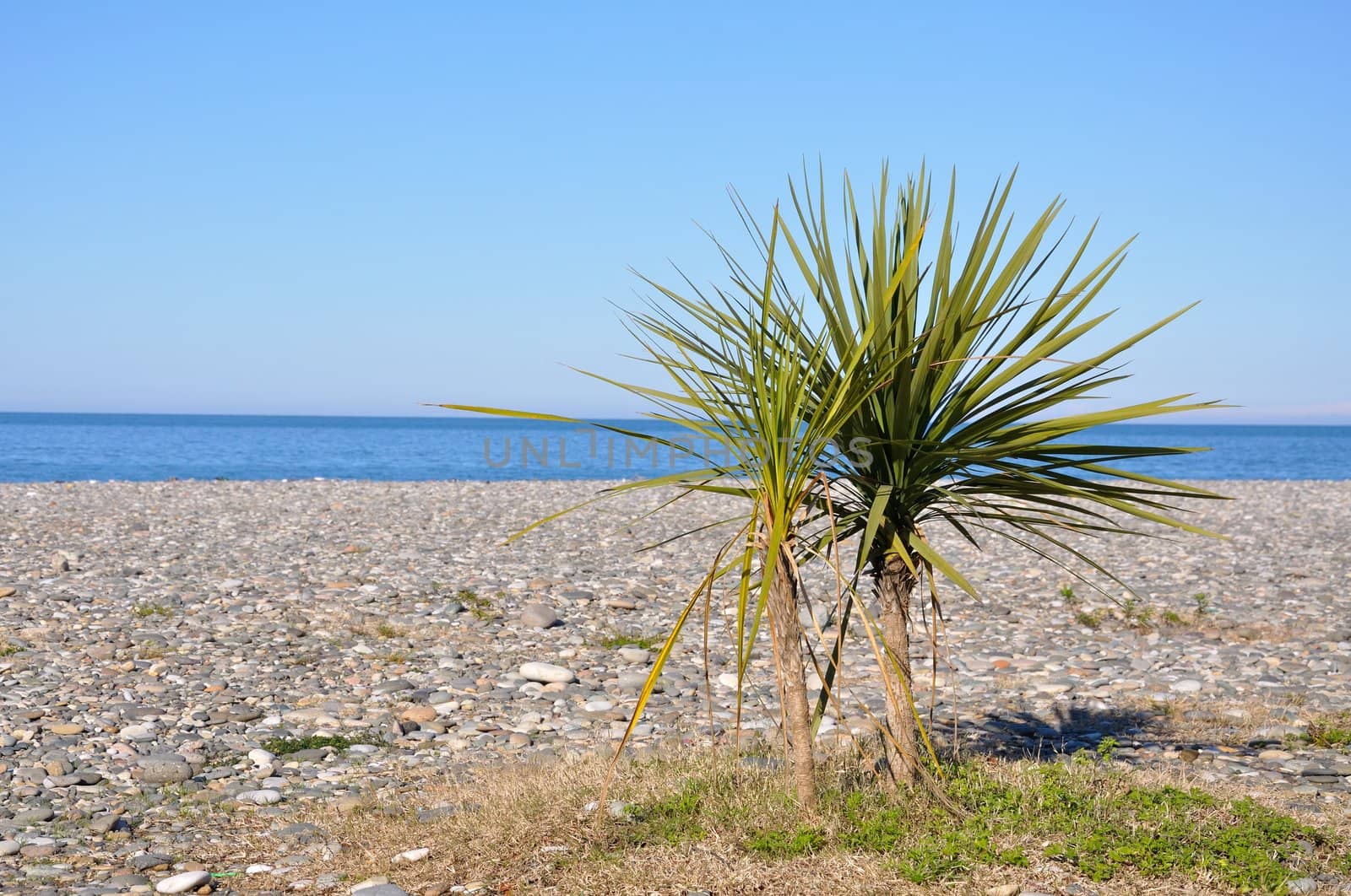 palm tree on a beach against the sea