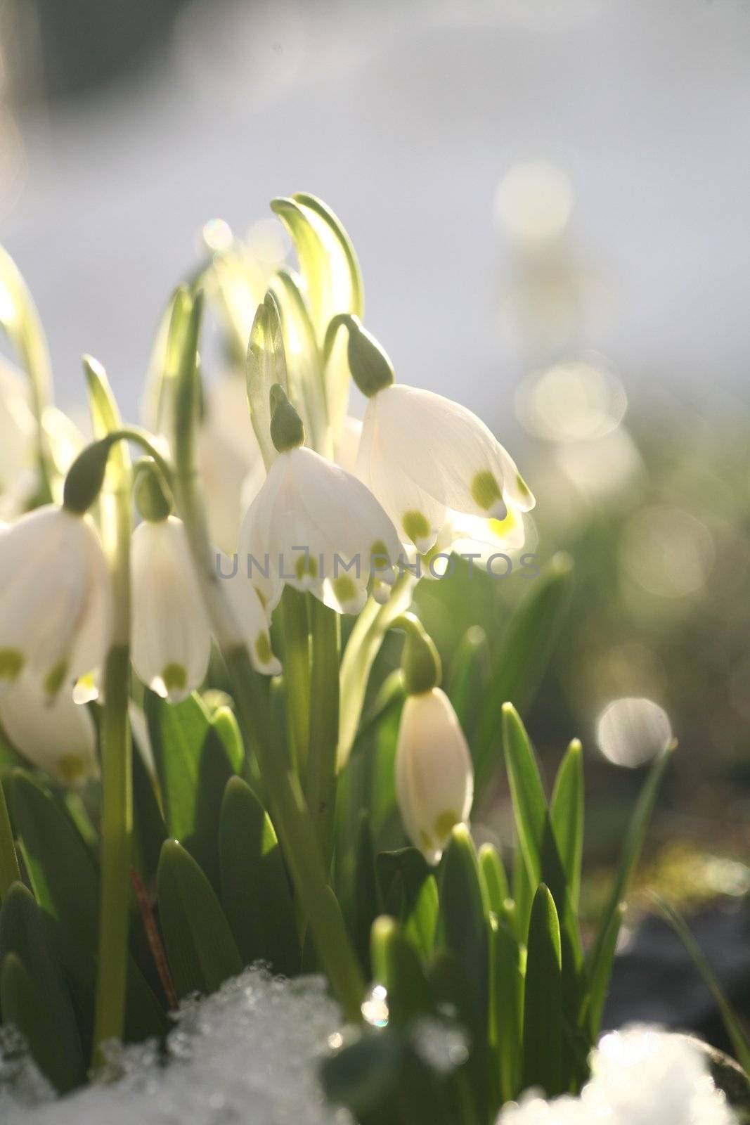 spring flowers in the field snow drops