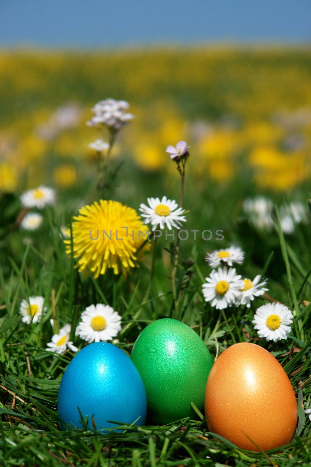 colorful Easter egg in the fresh  spring meadow colorful Easter egg in the fresh  spring meadow