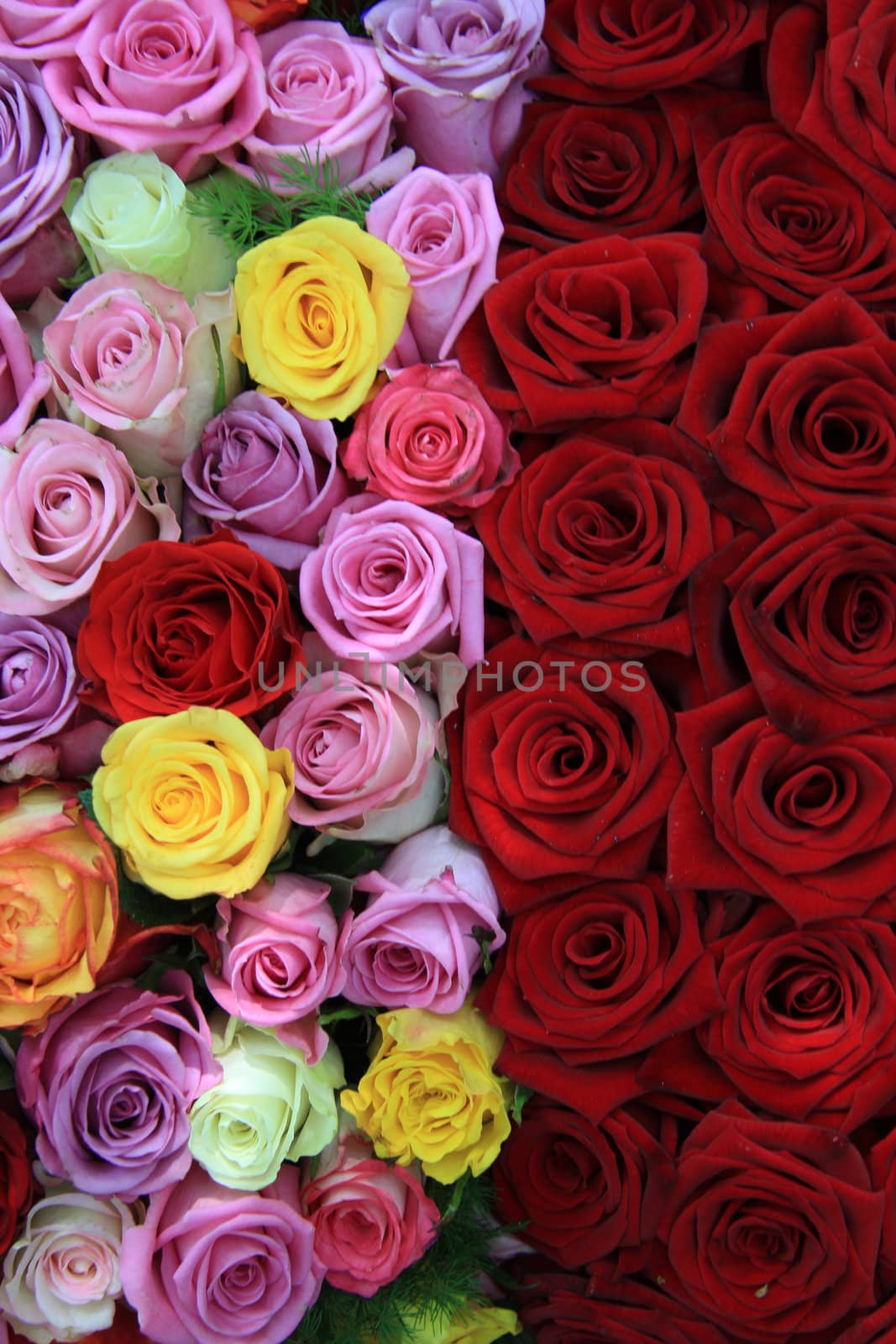 Mixed roses by studioportosabbia