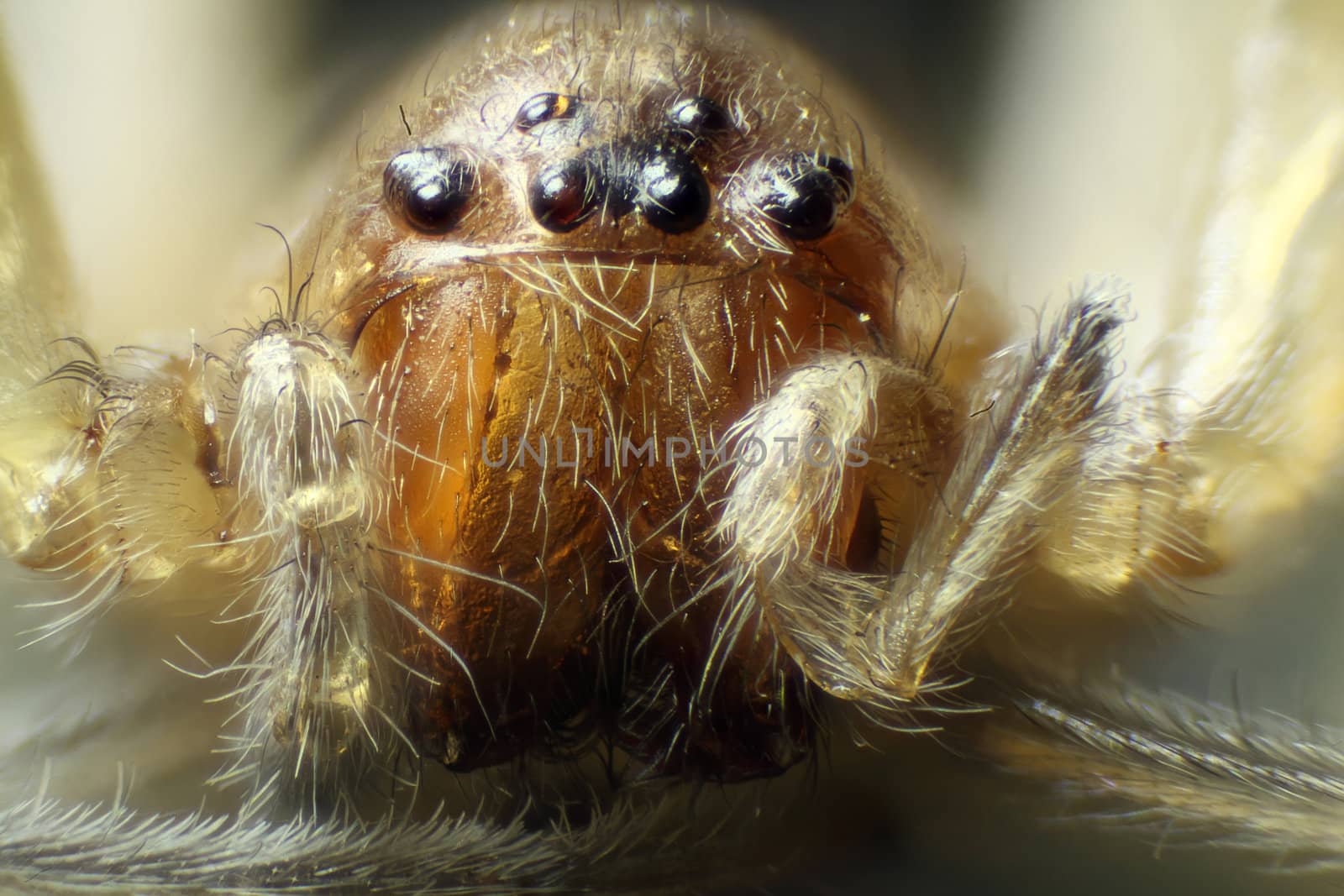 Spider under the microscope (Araneae, Arane)
