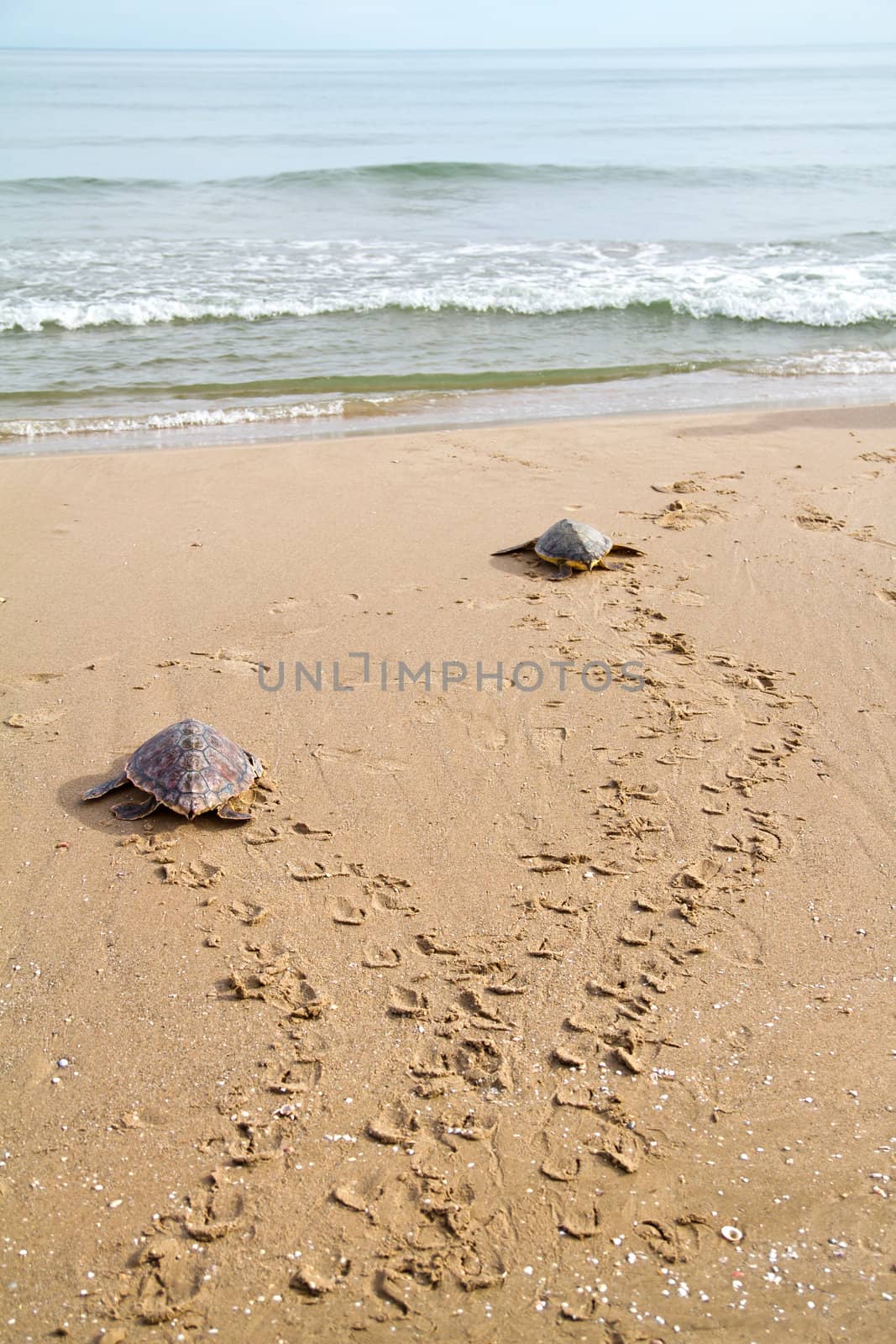 Loggerhead Sea Turtles by benjaminet