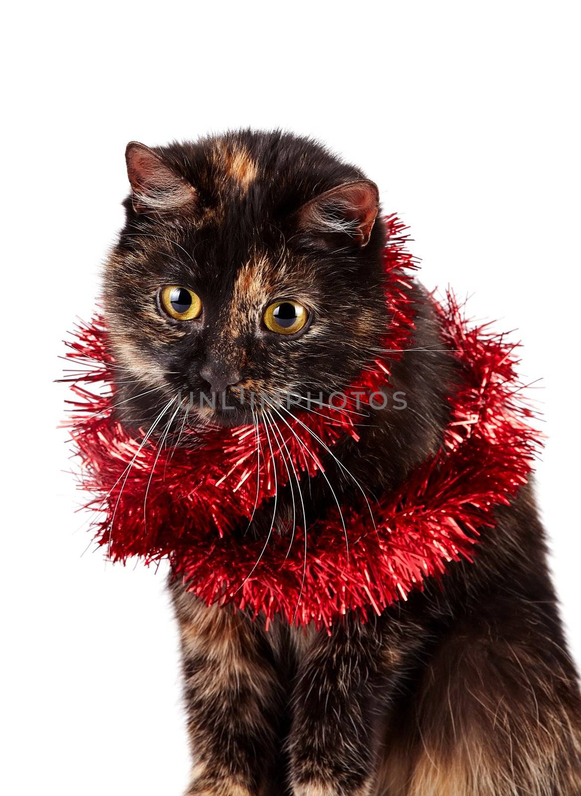 Portrait of a festive cat on a white background