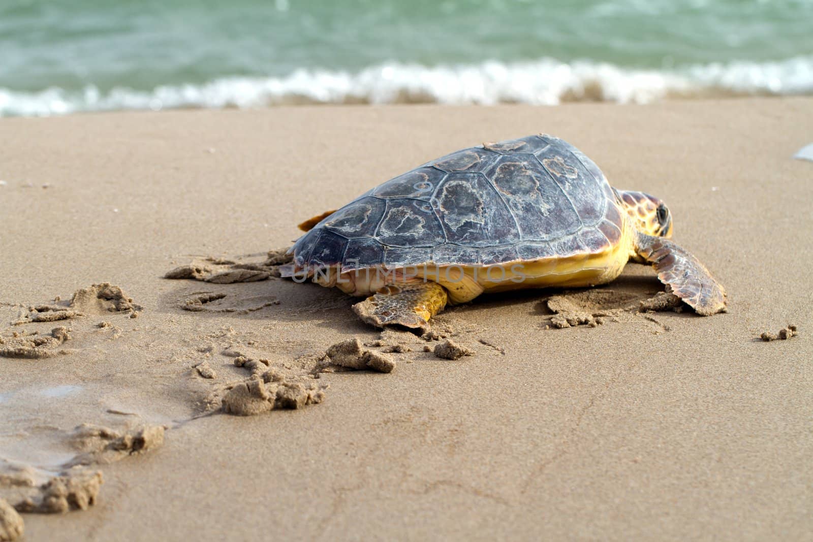 Loggerhead Sea Turtle by benjaminet