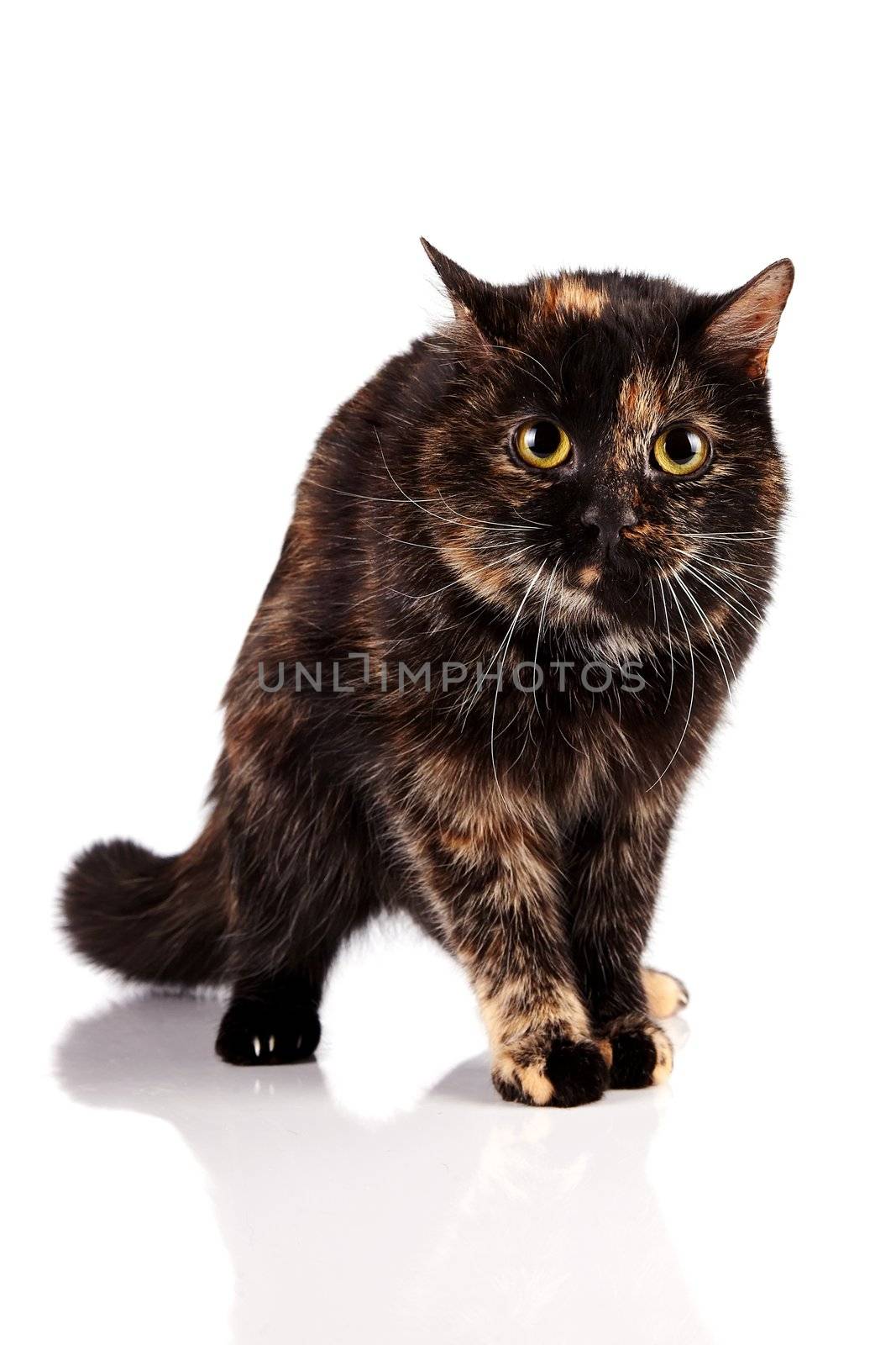 Angry cat on a white background
