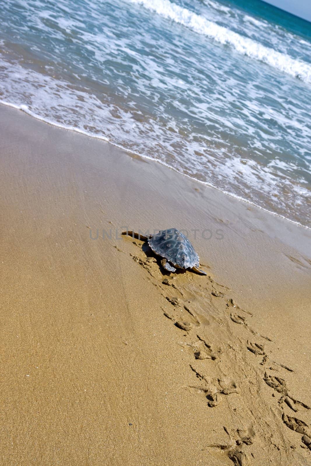 Loggerhead Sea Turtle by benjaminet
