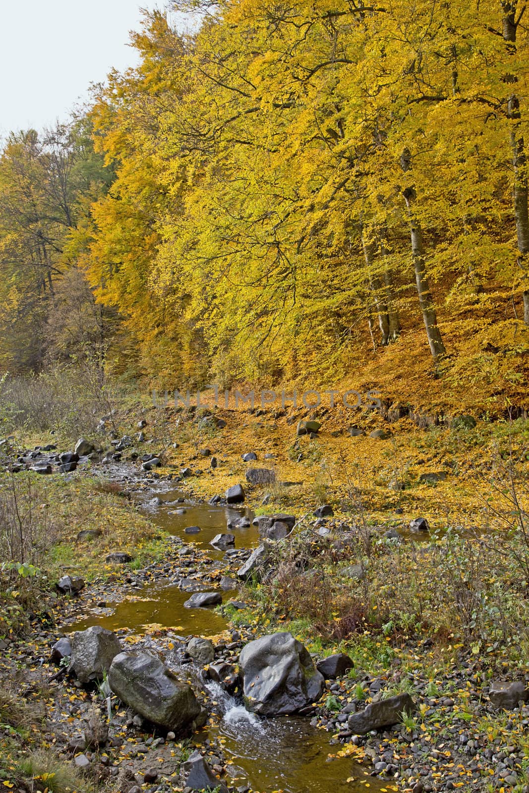 Autumn trees with a little creek in front