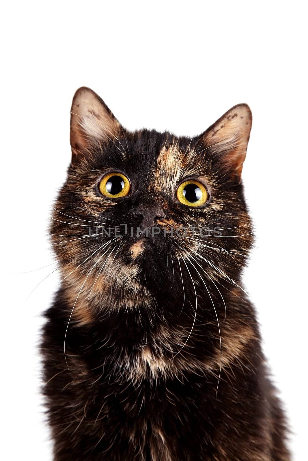 Portrait of a multi-colored cat on a white background