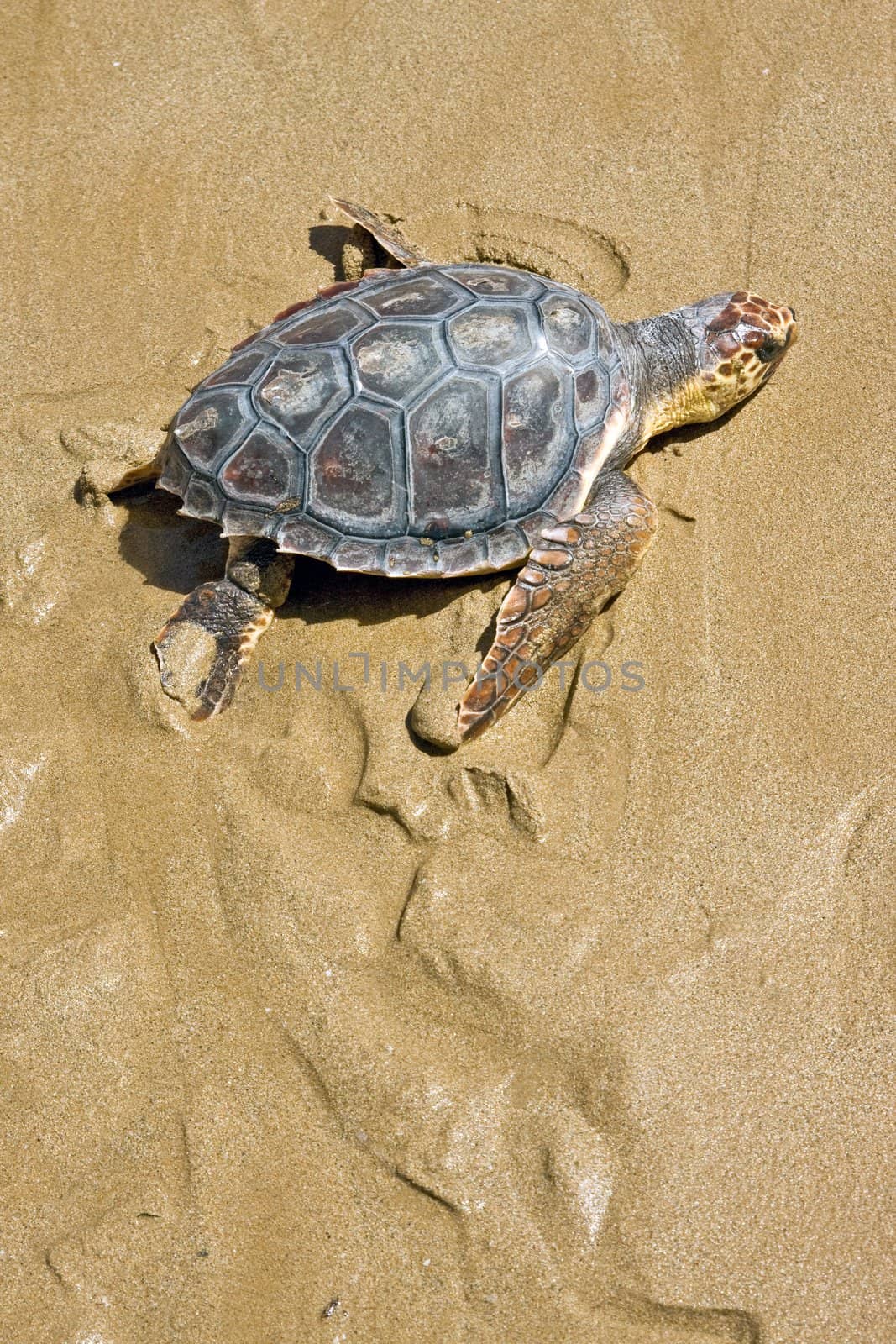 Loggerhead Sea Turtle go to the Mediterranean Sea