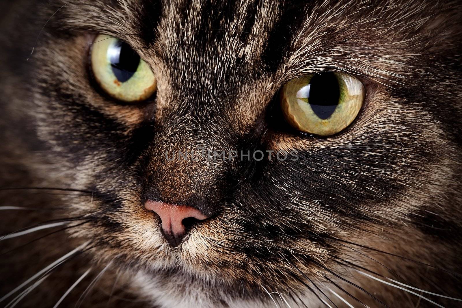 Muzzle of a cat with beautiful eyes