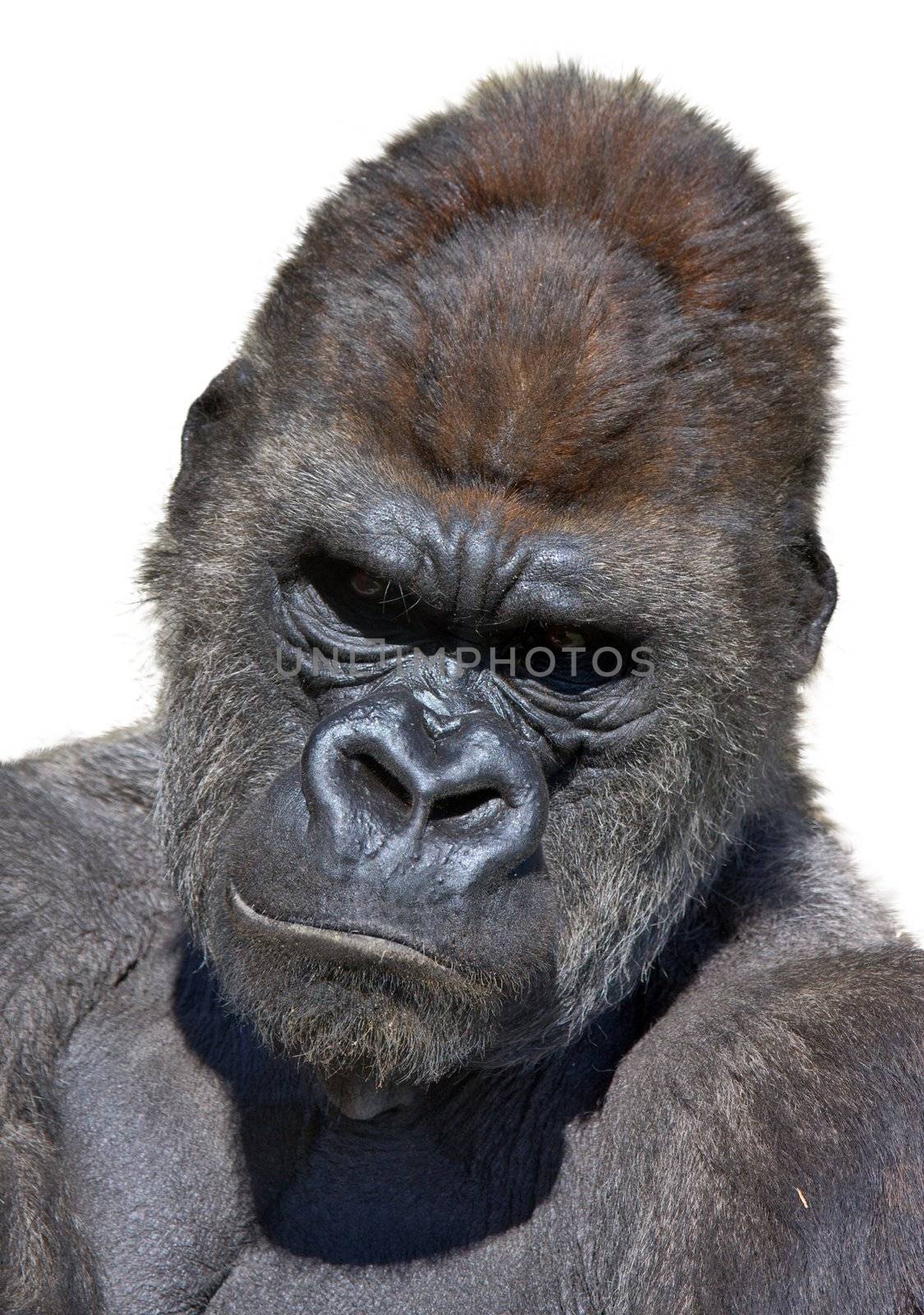 Gorilla portrait by benjaminet