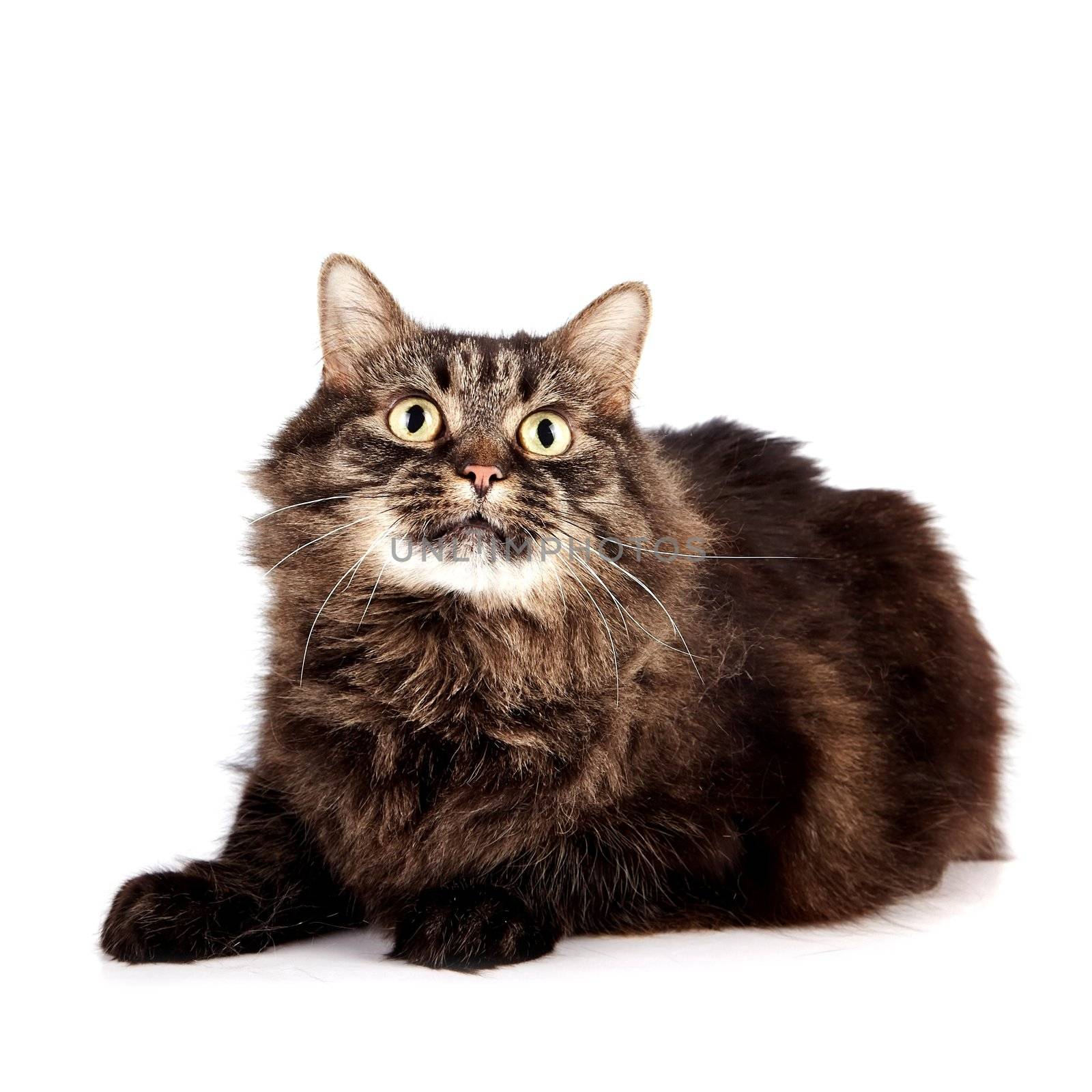 Fluffy cat on a white background