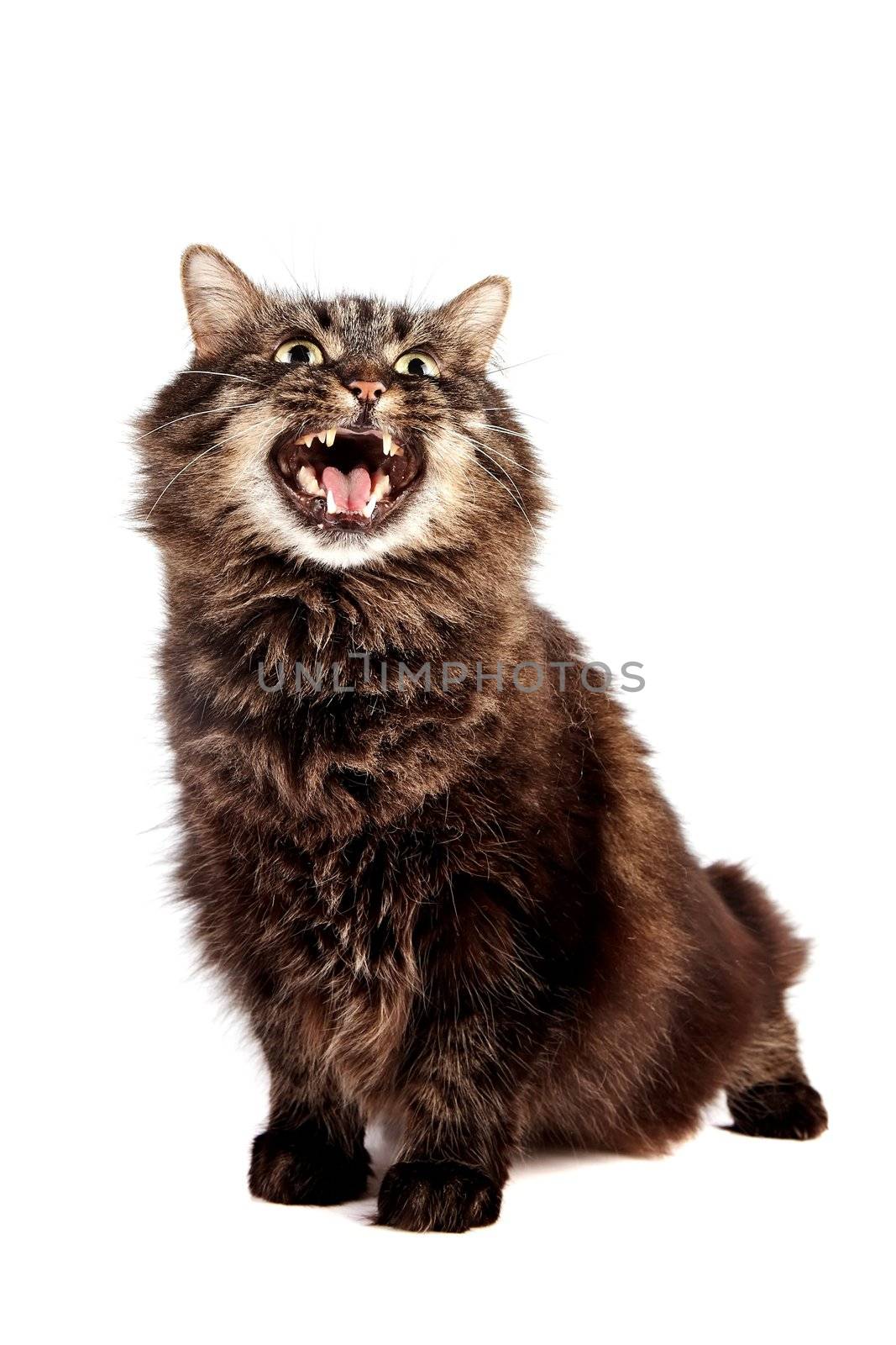 Fluffy mewing cat on a white background