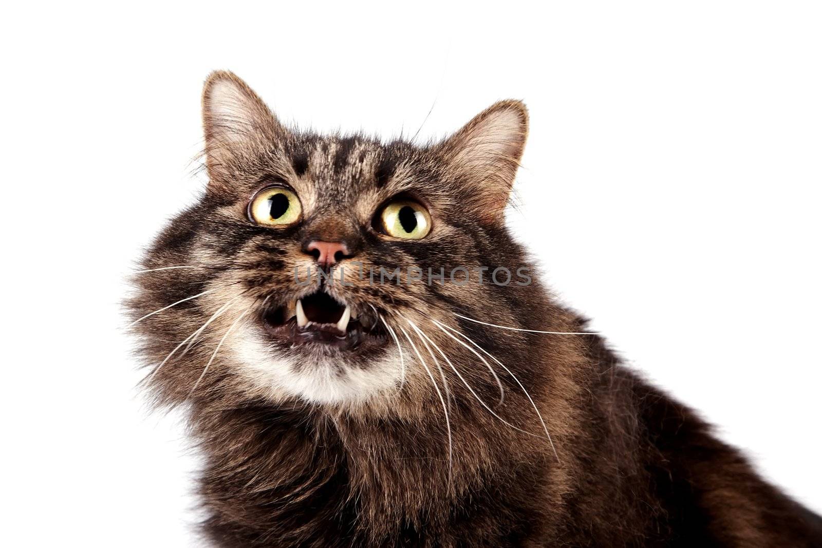 Portrait of a fluffy cat on a white background