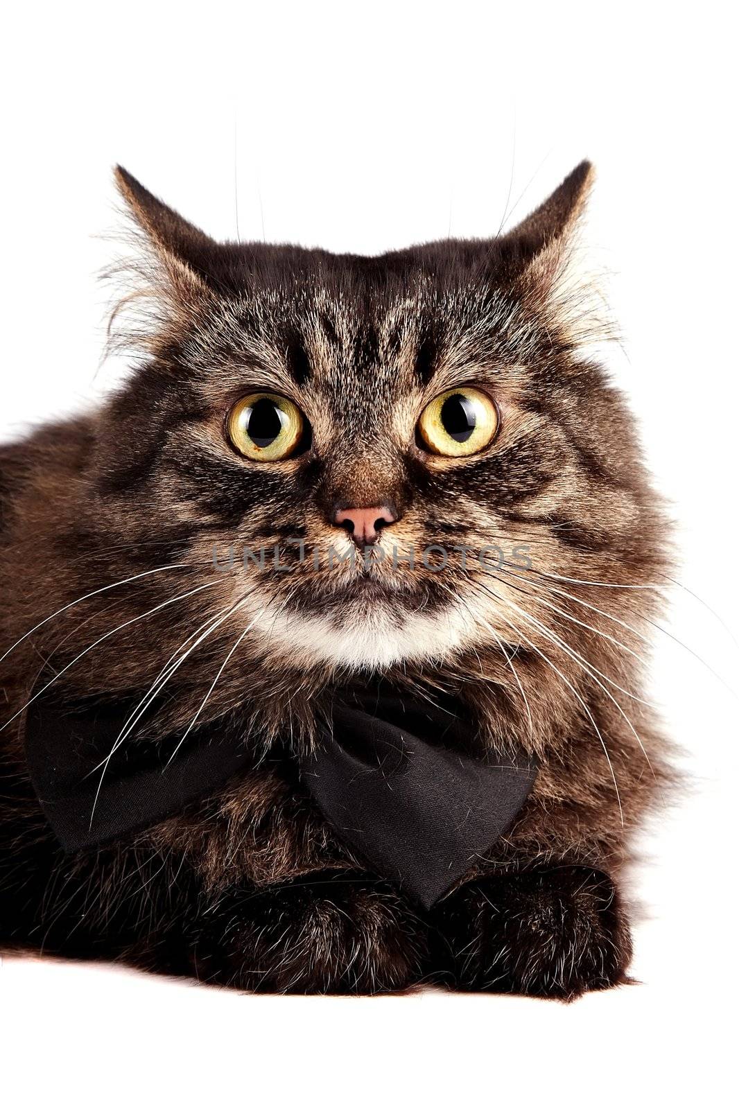 Cat with a black bow on a white background