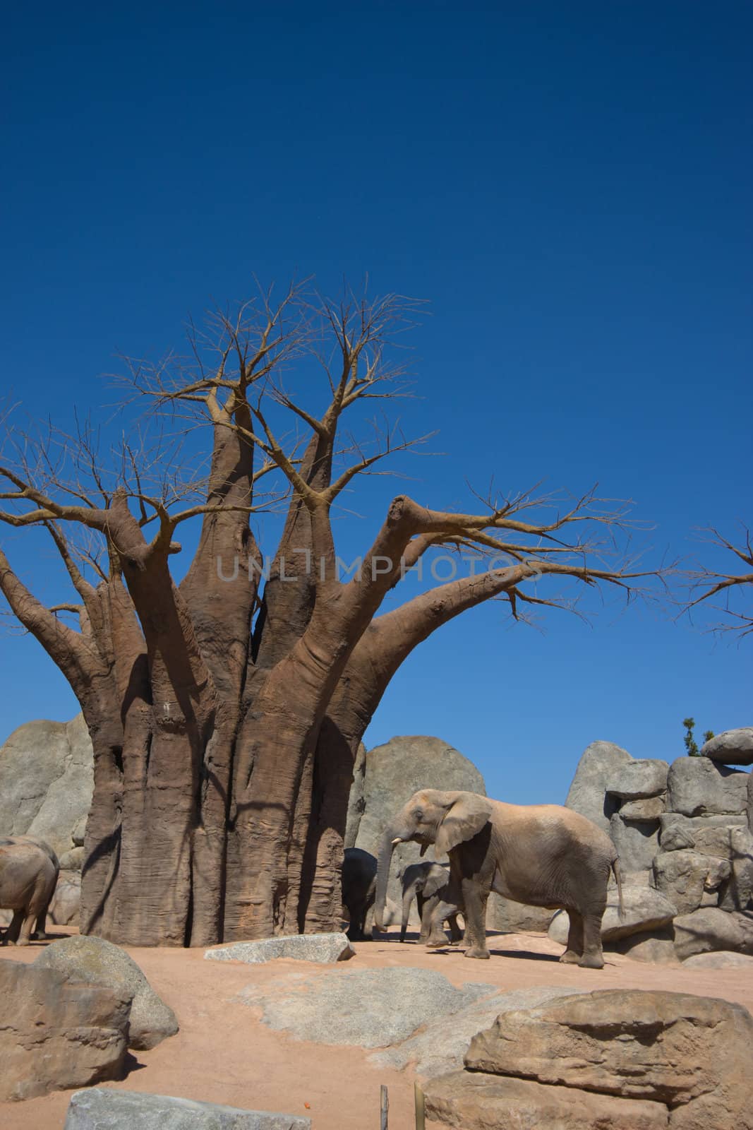 elephants and baobab in zoo of Valencia (Spain)
