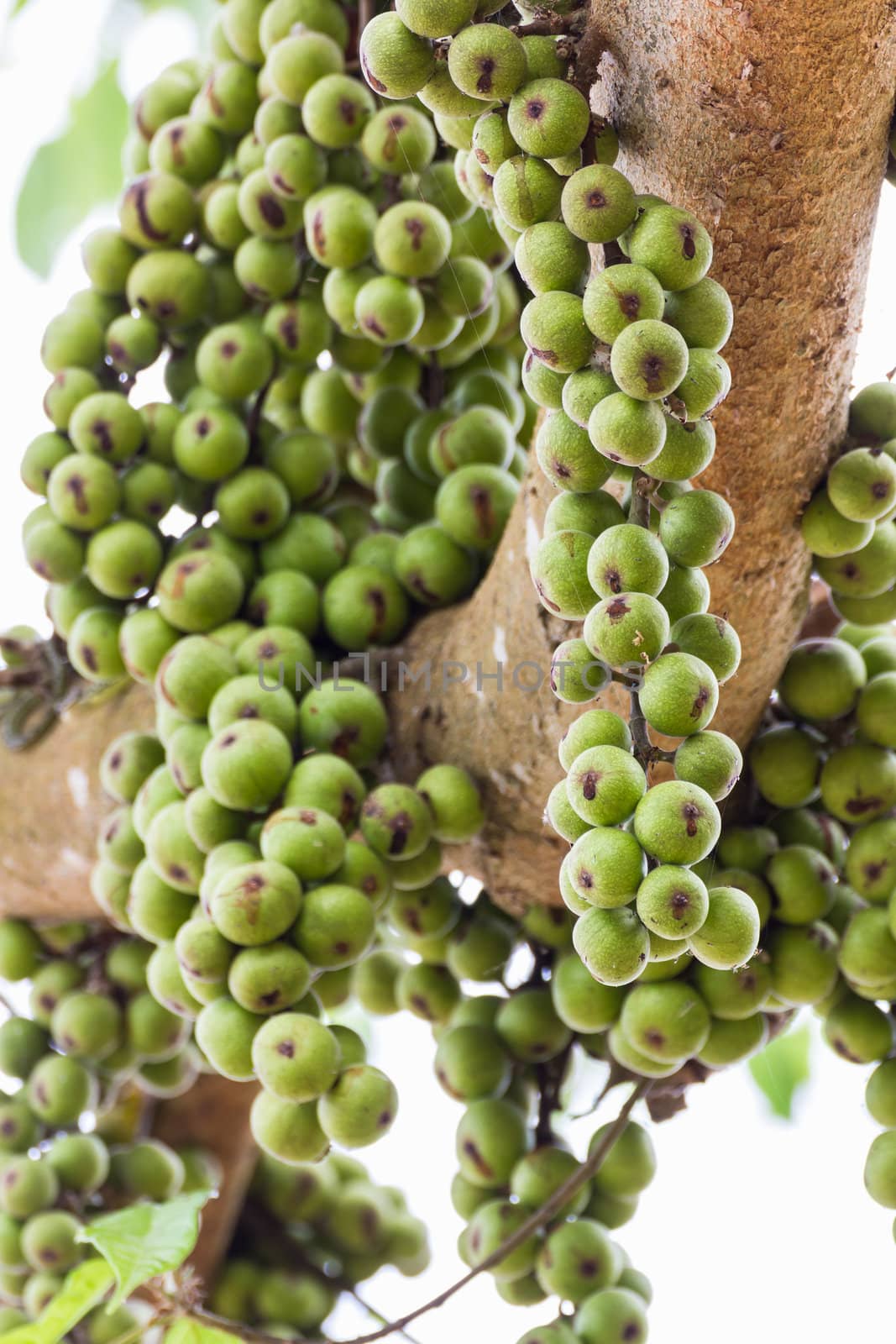 Green Fig fruit on  tree  in Thailand