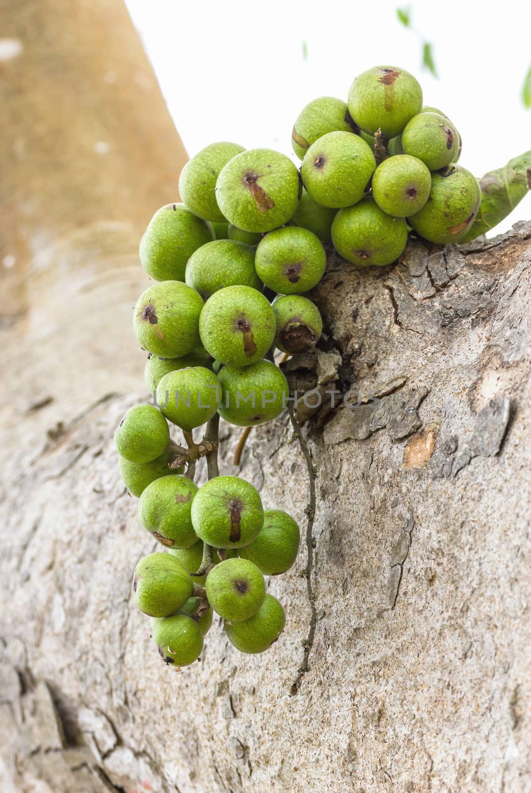 Green Fig fruit on  tree  in Thailand