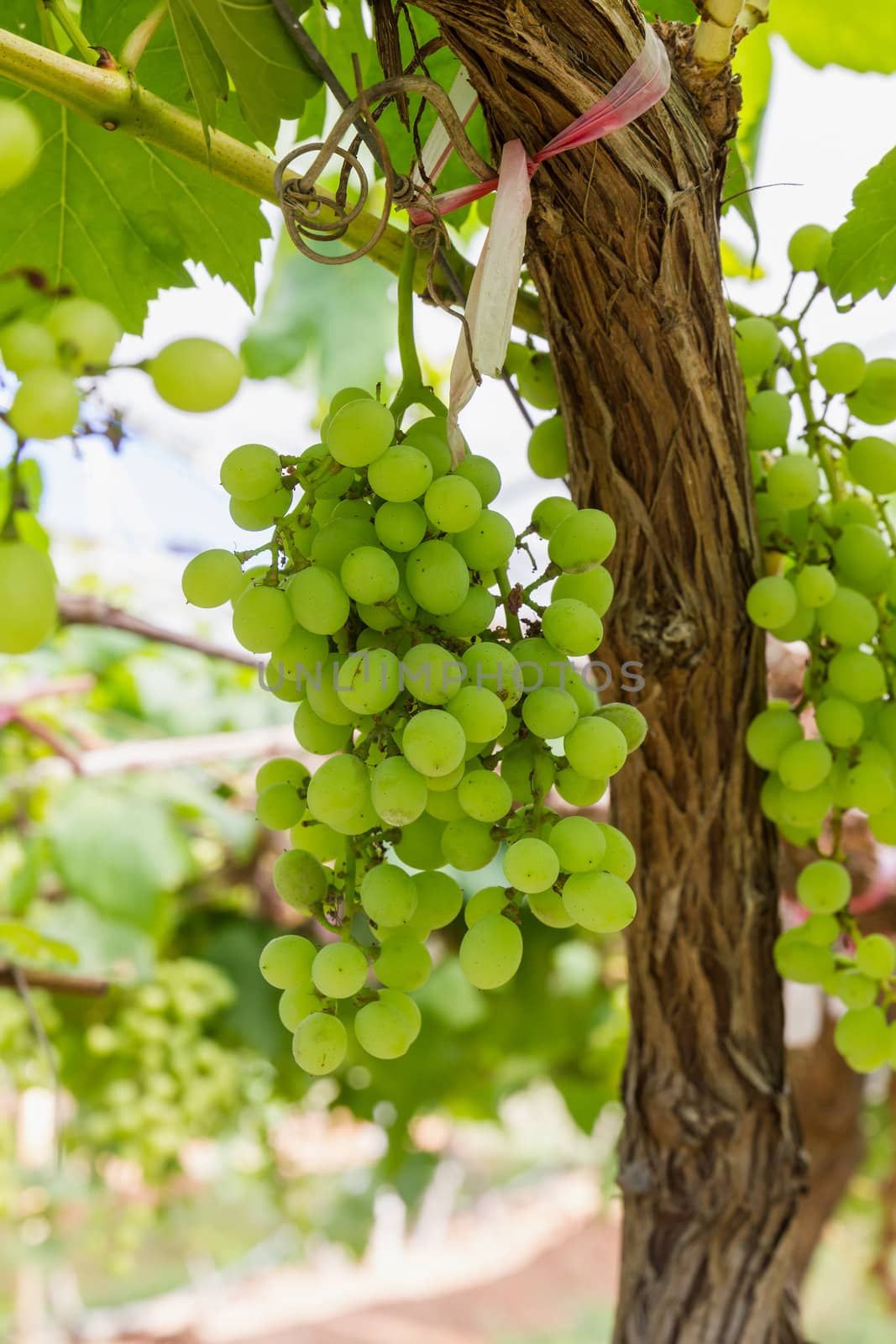 Green Grapes on the vine  in vineyard before harvest