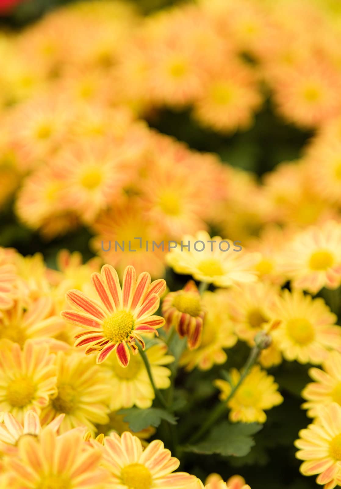 many yellow cosmos flower on ground in garden