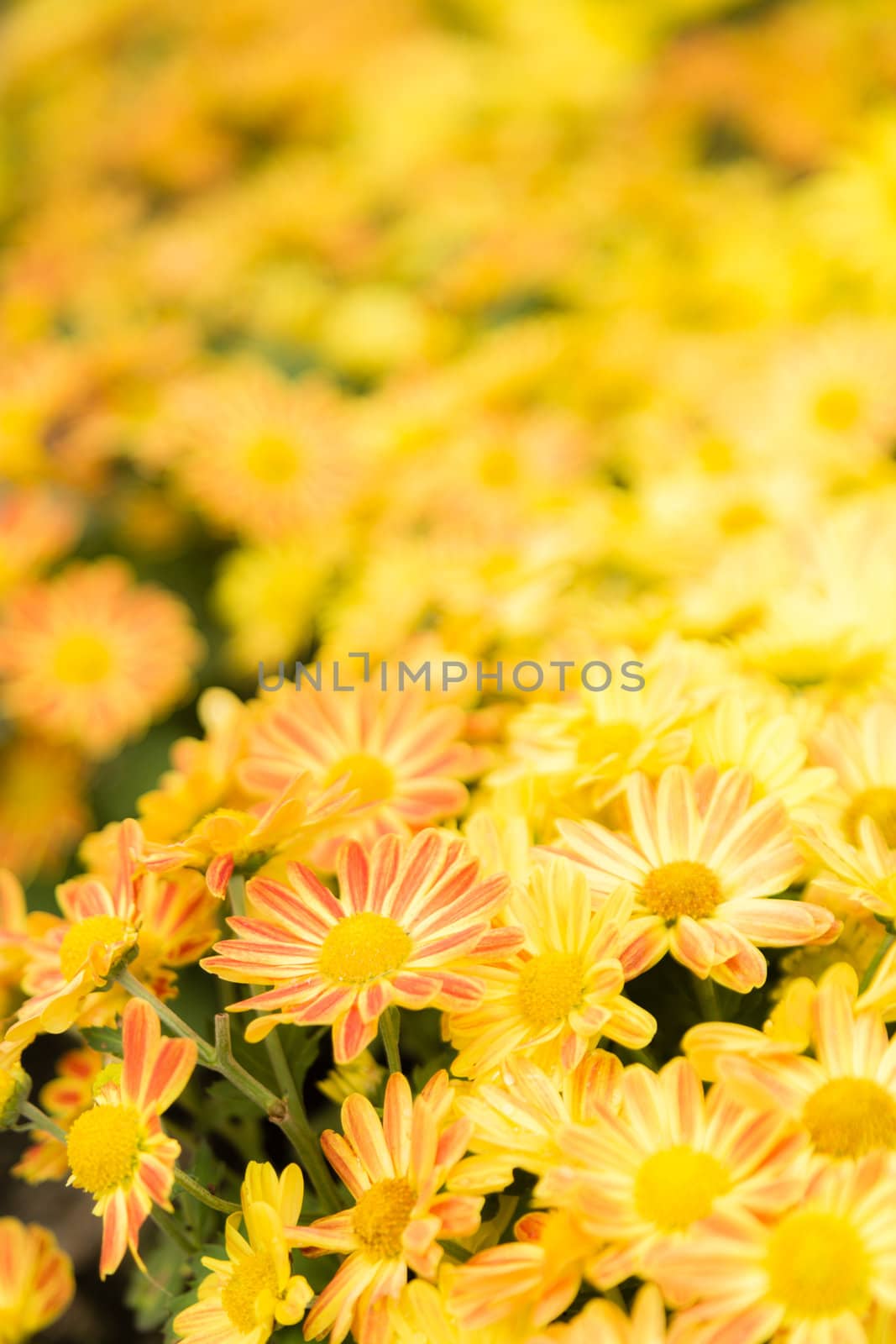 many yellow cosmos flower on ground in garden