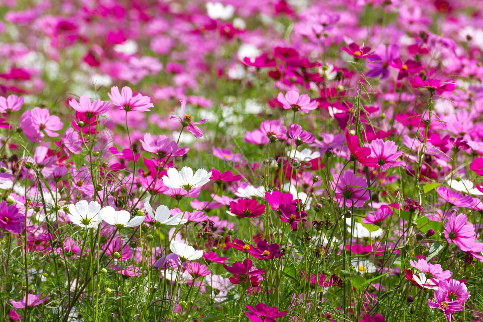 Field of White and Pink cosmos flowers  in Thailand