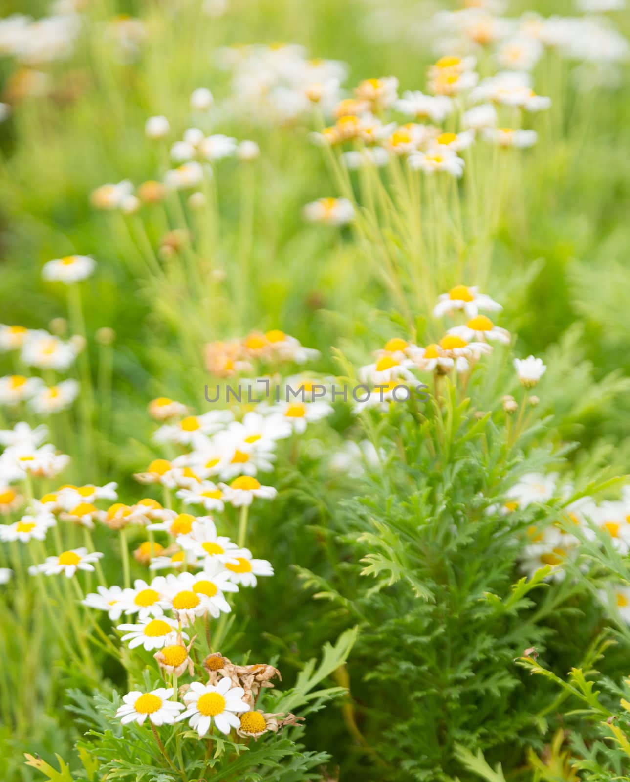 many daisy flower in garden soft focus