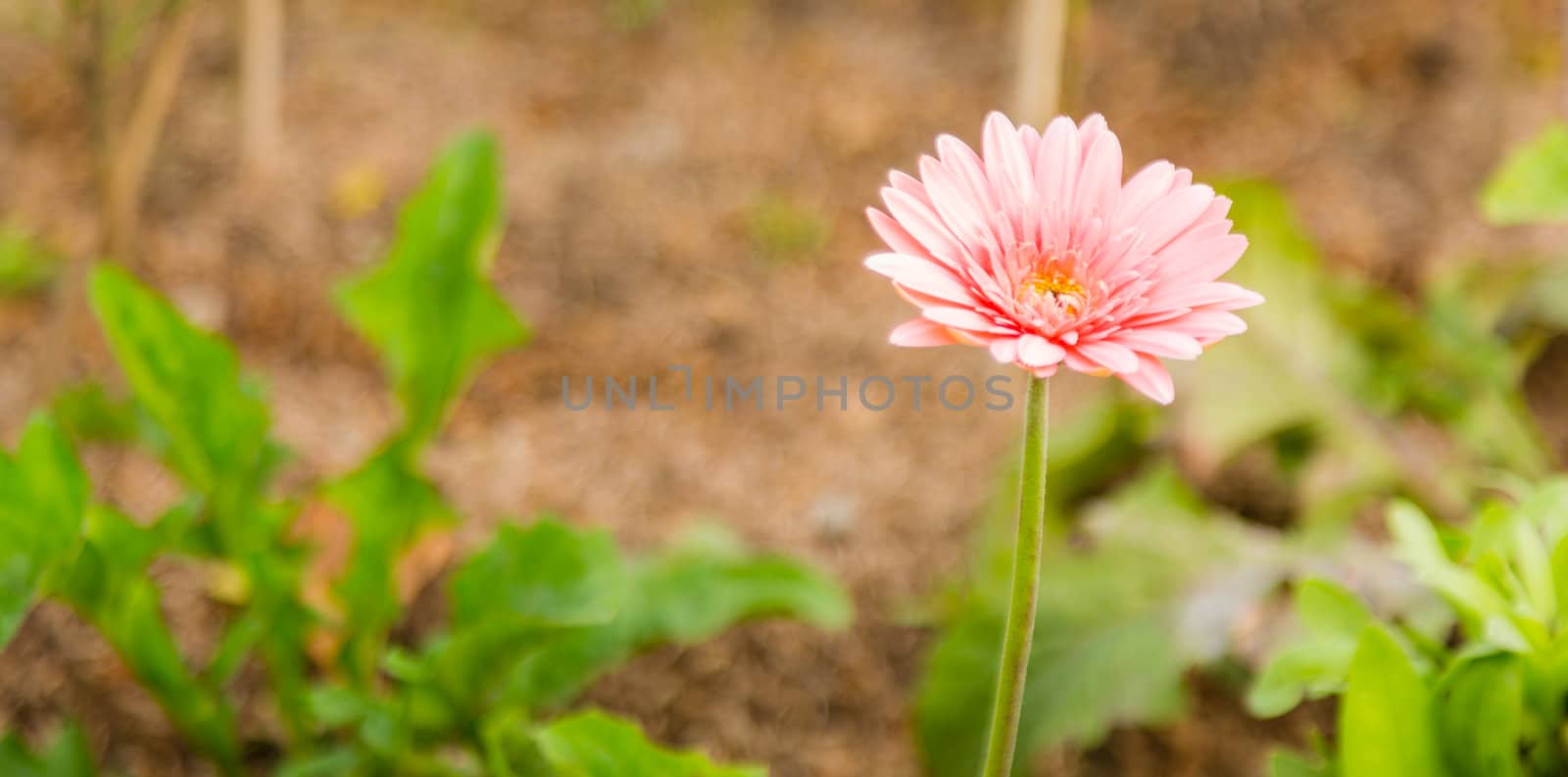 pink gerbera flower by moggara12