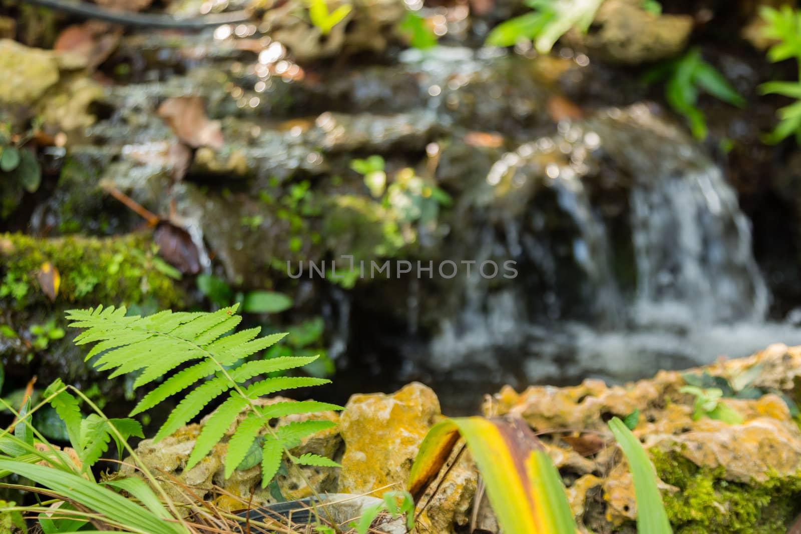 green leaf on ground of stone with waterfall in background