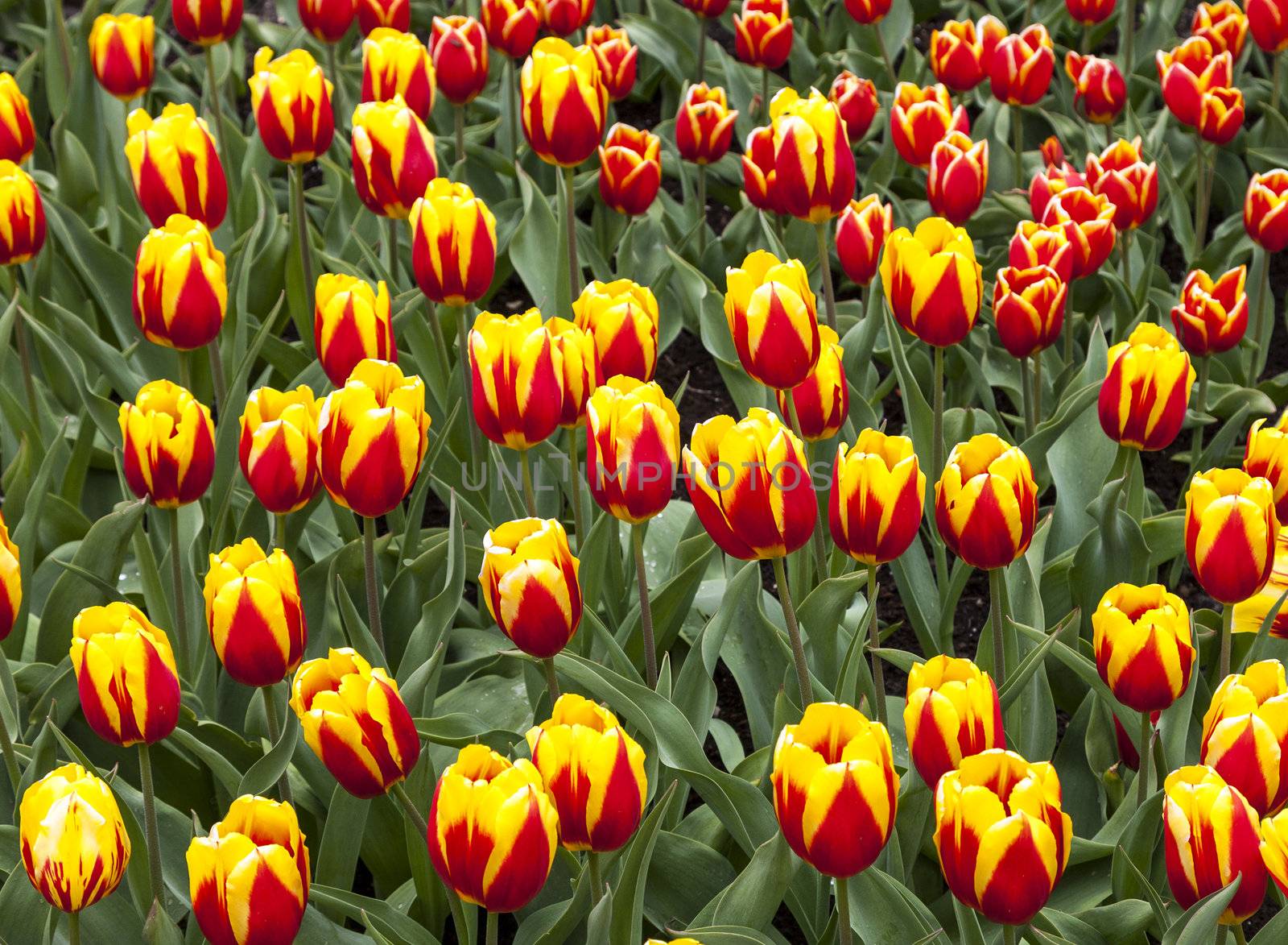 Field of "Cape Cod" Tulips by RazvanPhotography