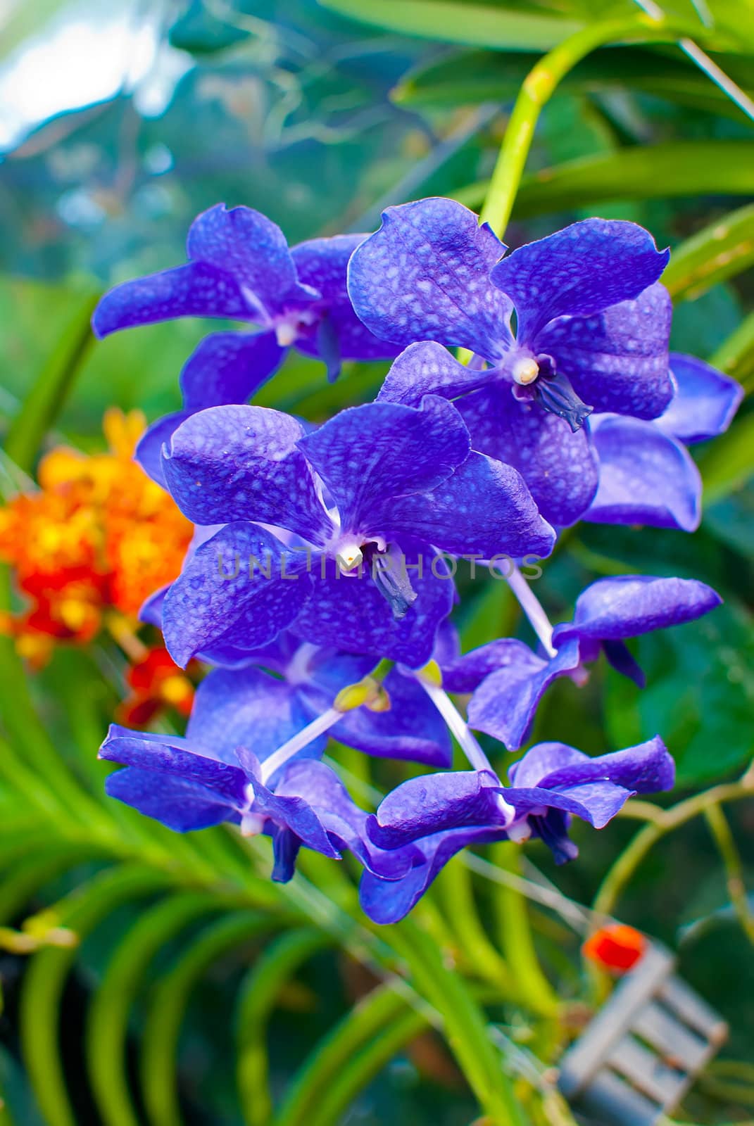 colorful orchid blossoms in a flower garden