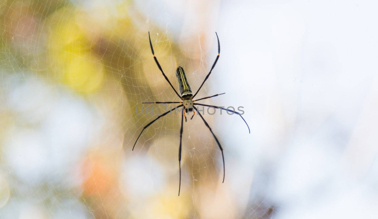 spider on web with bokeh in background