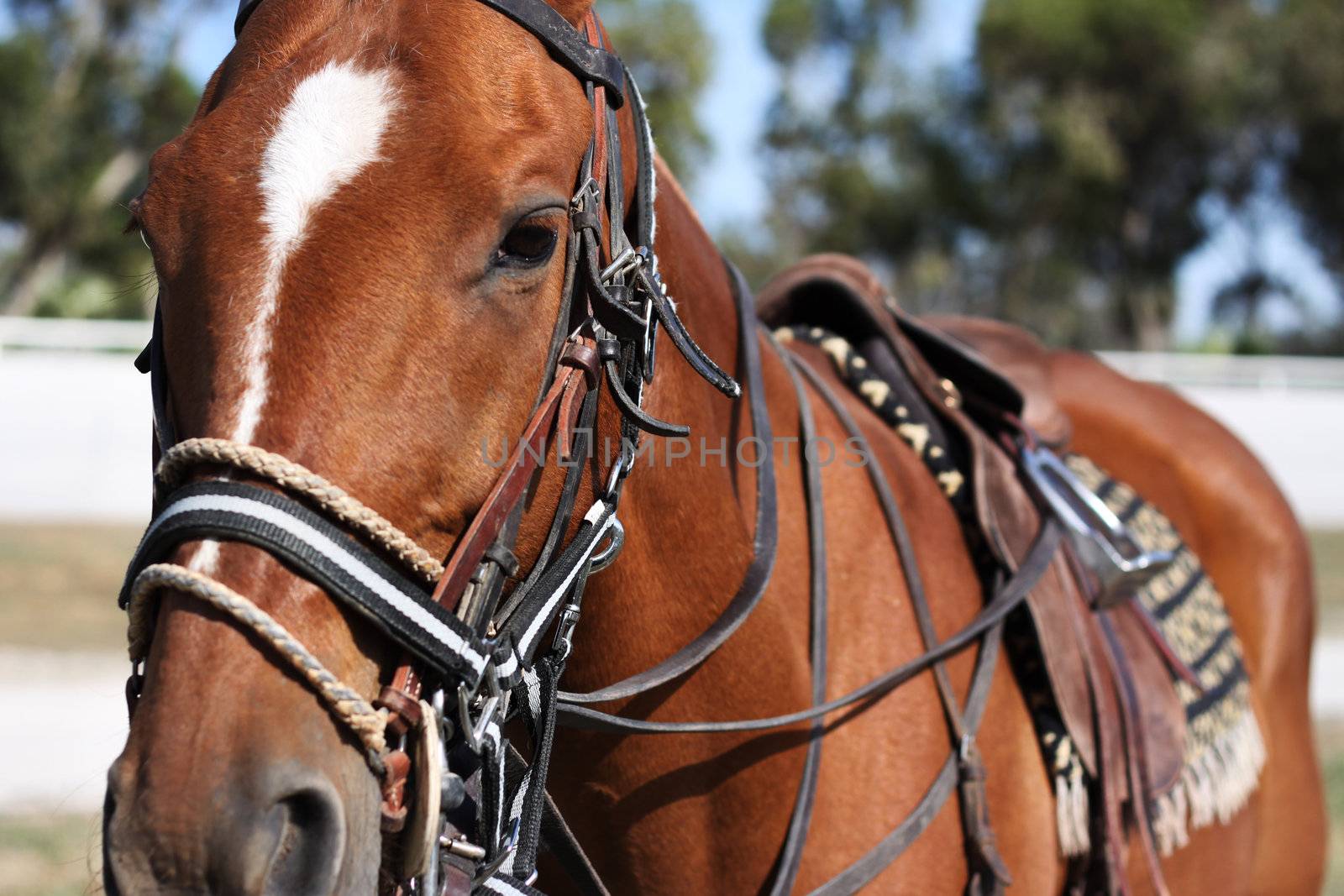 A saddle up polo horse during a game of horse polo