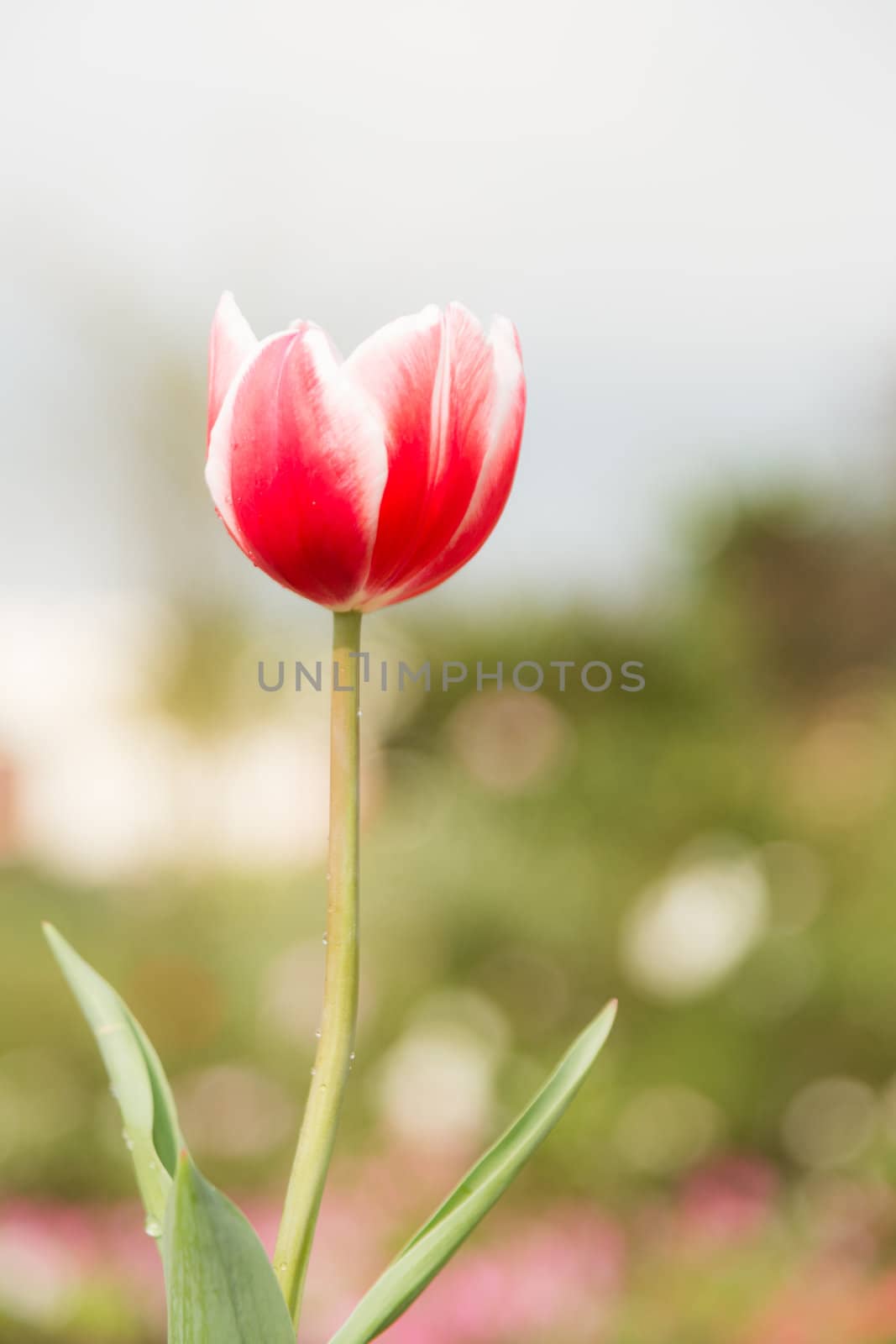 single two tone color tulip flower in garden with bokeh in background