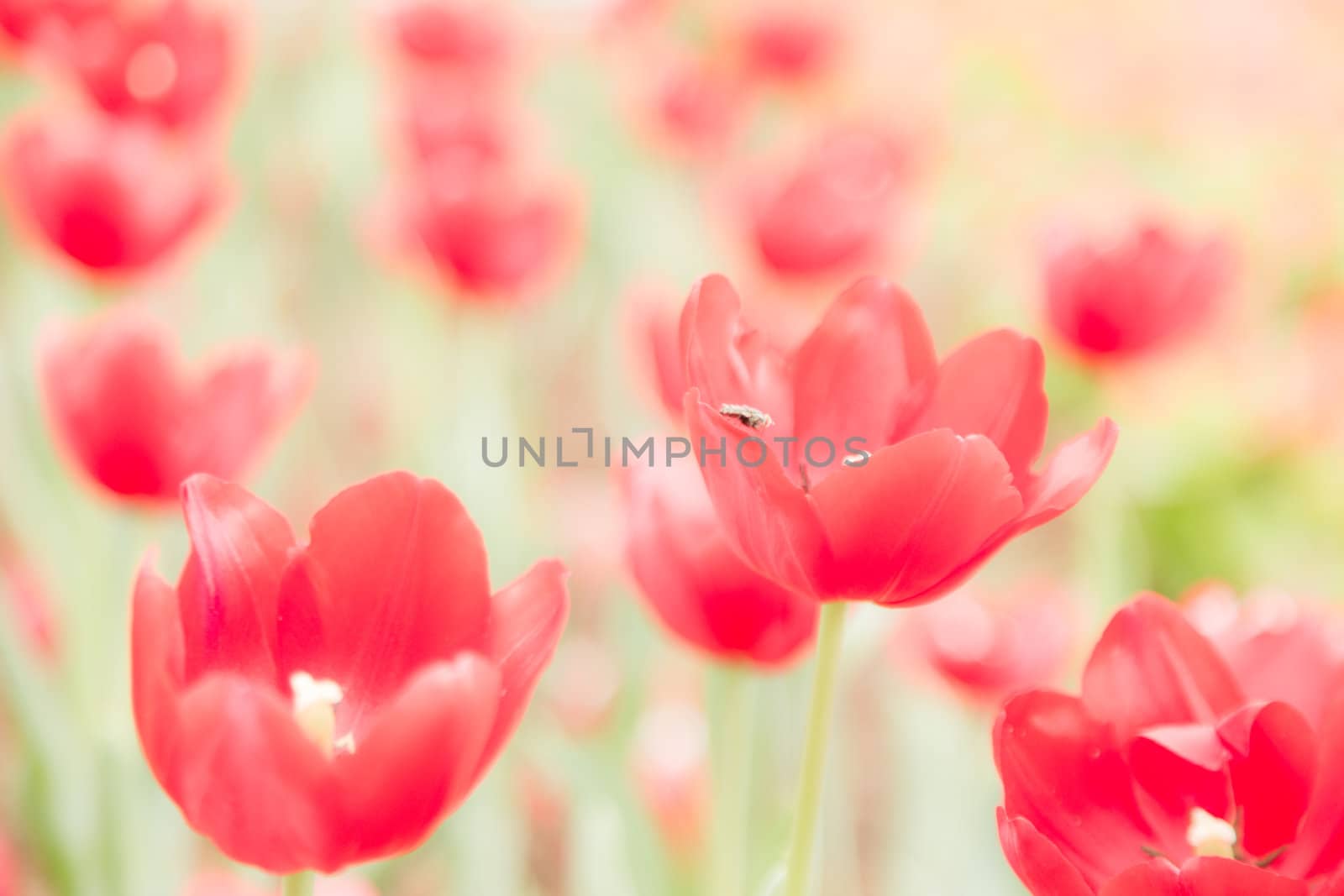 many red tulip flower in garden with insect on leaf soft focus