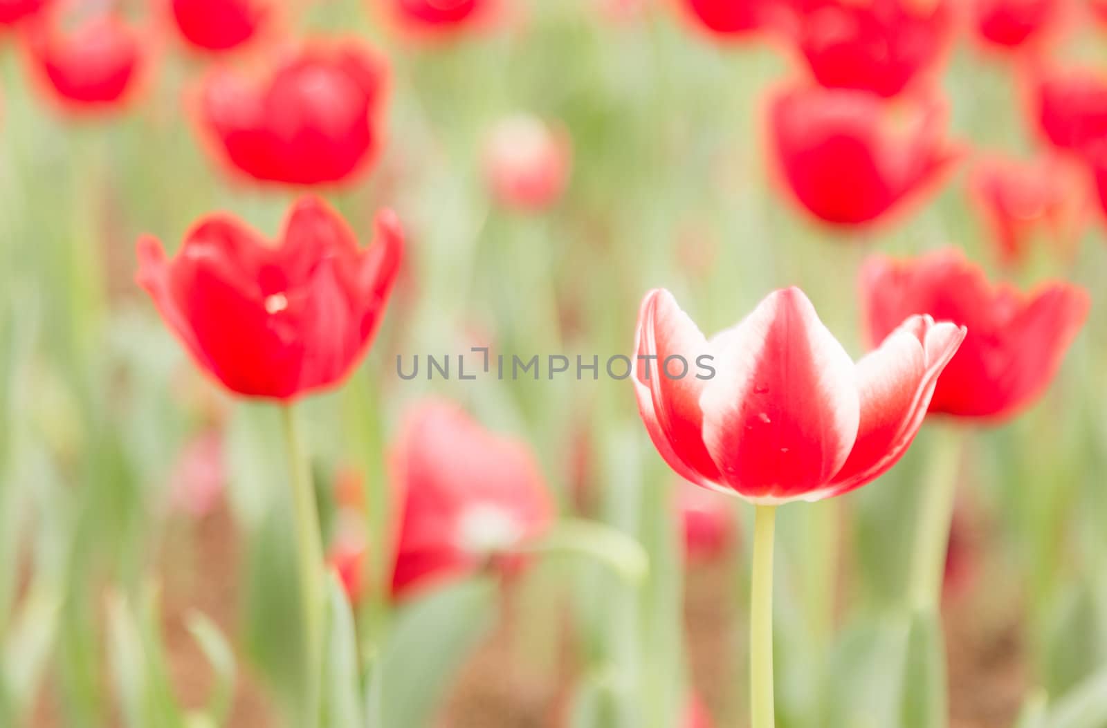 two tone color tulip flower in garden with red tulip flower in background