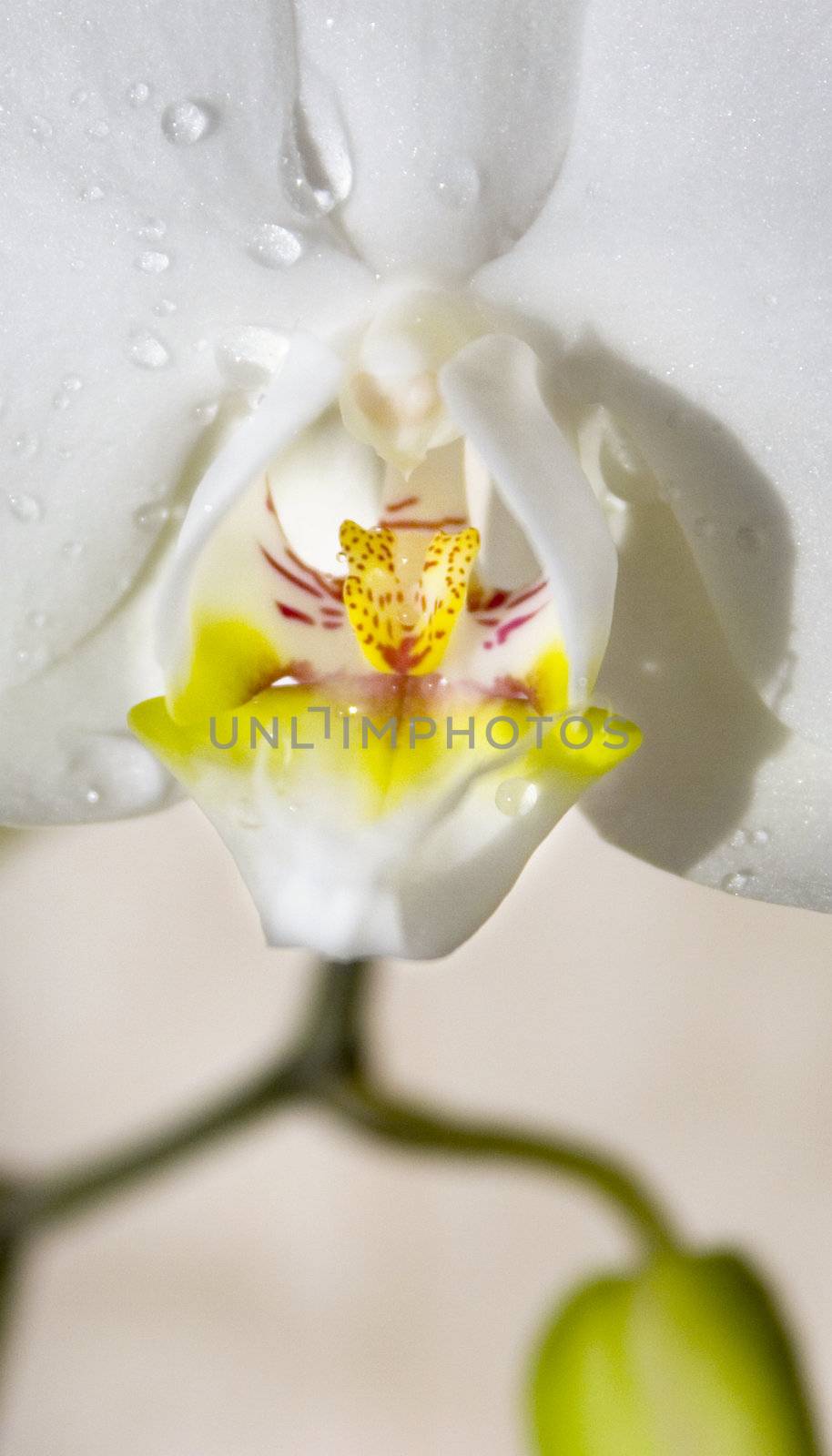 Macro photo of an orchid with waterdrops, Vertical photo