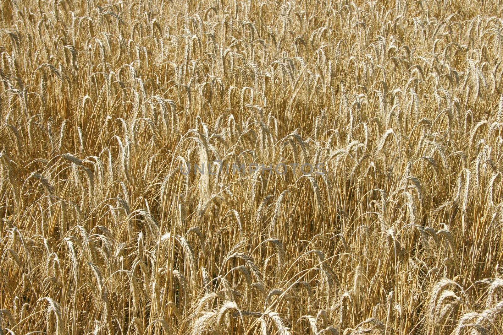 yellow wheat field textured background by fotosergio