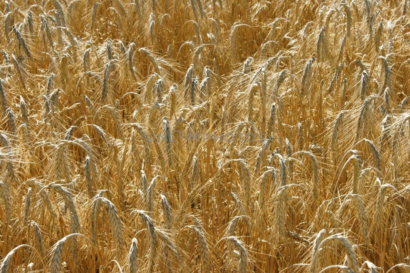 yellow wheat field textured background by fotosergio