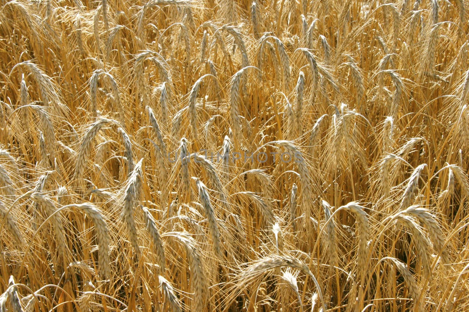 Wide yellow wheat field textured background