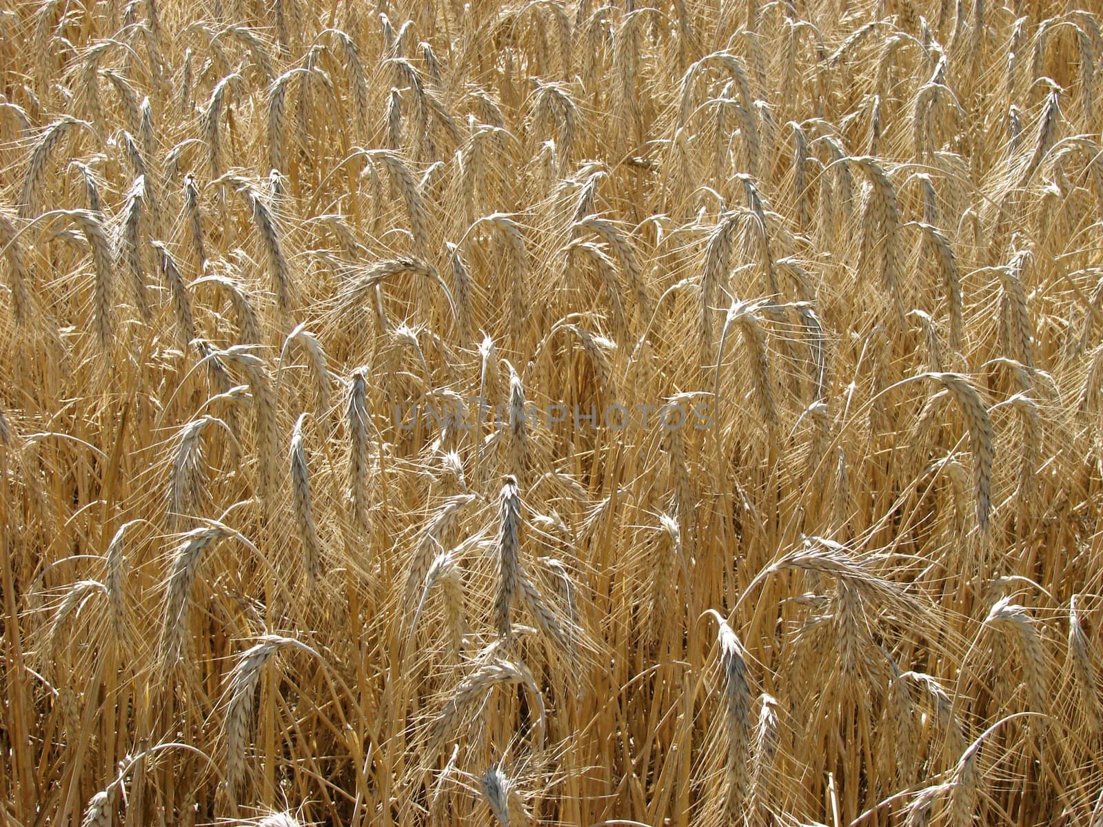 Wide yellow wheat field textured background