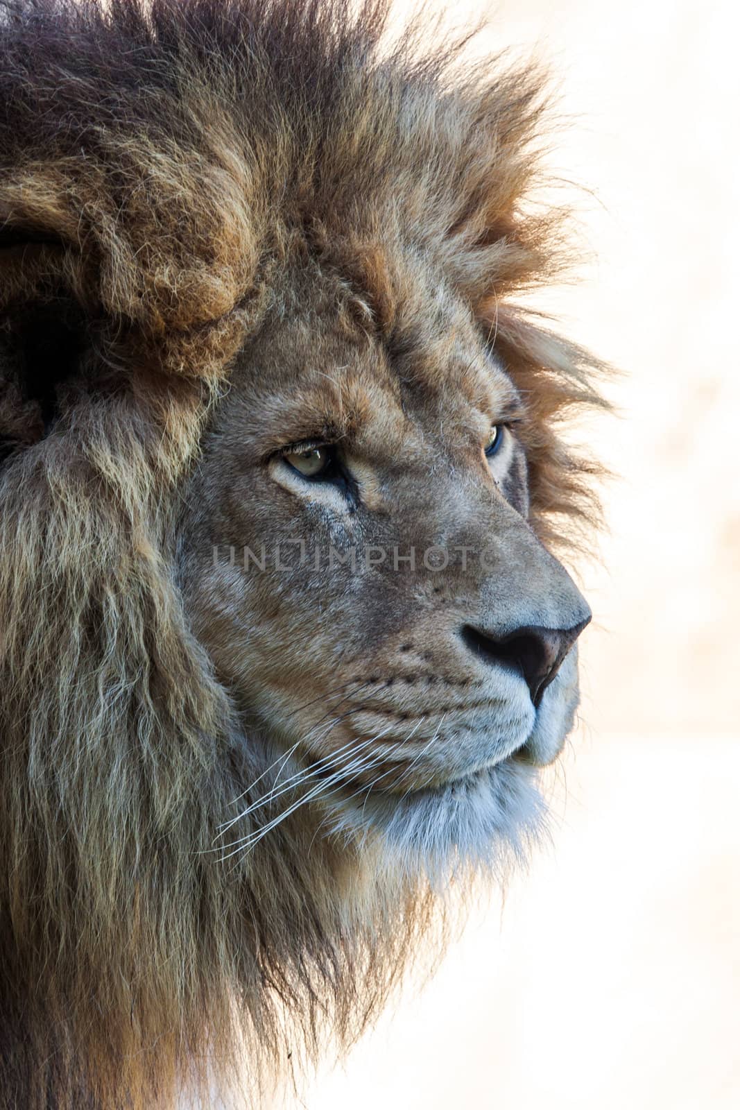 isolated lion's head in white background