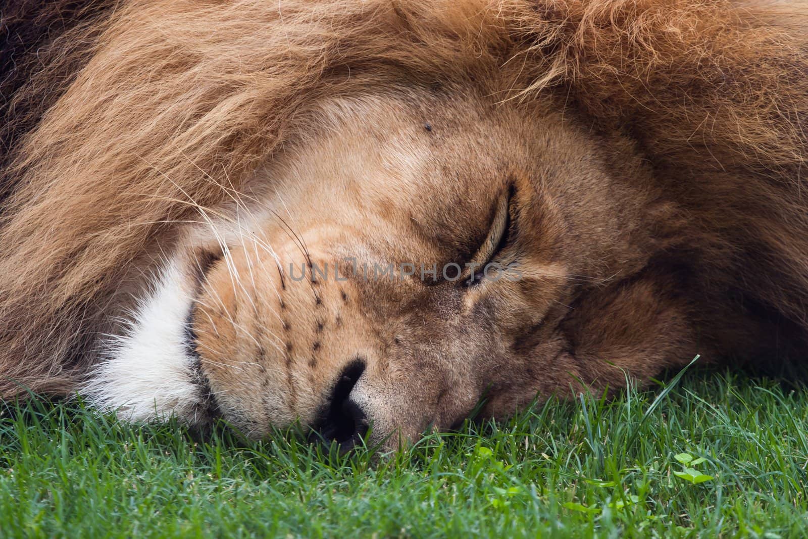 adult lion sleeping to on the grass in the zoo Bioparc in Valencia (Spain)