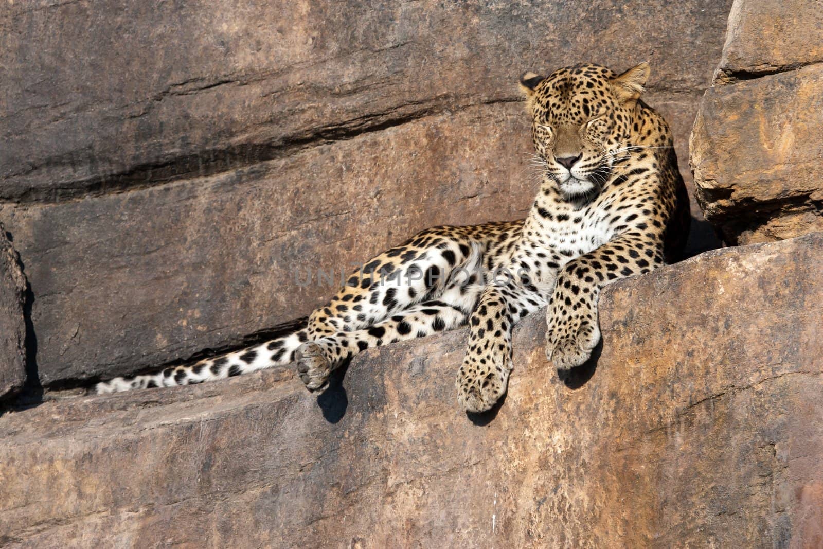 Adult leopard resting on a rock in the zoo Bioparc in Valencia (Spain)